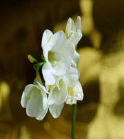 六安十二生肖看看你的幸运数字是什么吧！