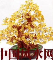 六安买了招财植物却不能发财，是方位摆错了！